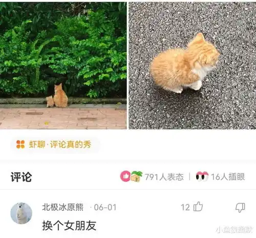 猫系女友的头像可爱vs