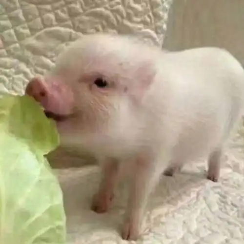  老话说早不买猪肉,晚不买豆腐,为啥买东西要分早晚你懂么