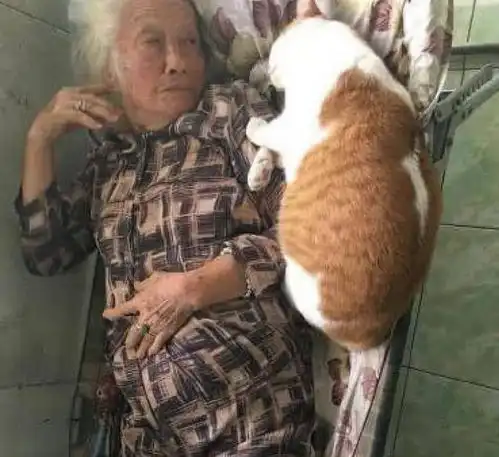  女子怀孕不能养猫,让奶奶照顾几个月,再见猫咪时女子不淡定了