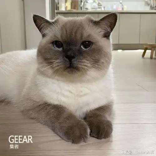  这六只治愈系猫咪,疗愈你疲累的心情