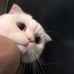  猫咪情侣头像另一半求图