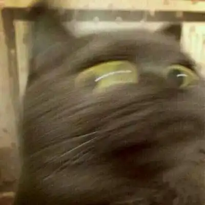 猫咪情头一对两张可爱打架2020猫咪情侣头像一左一右高清 猫咪情头一对两张可爱打架2020猫咪情侣头像一左一右高清