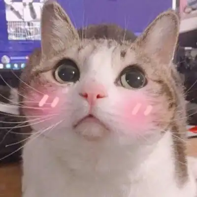 情侣猫头像超萌一对2020年萌猫情侣头像图片 情侣猫头像超萌一对2020年萌猫情侣头像图片