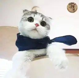 治愈系猫咪图片qq情侣头