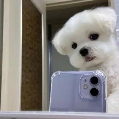  搞笑萌宠