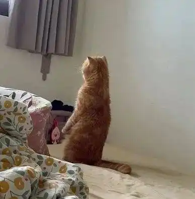  看家一整天,猫偶躺床抬腿等下班,网友笑背后有拉链