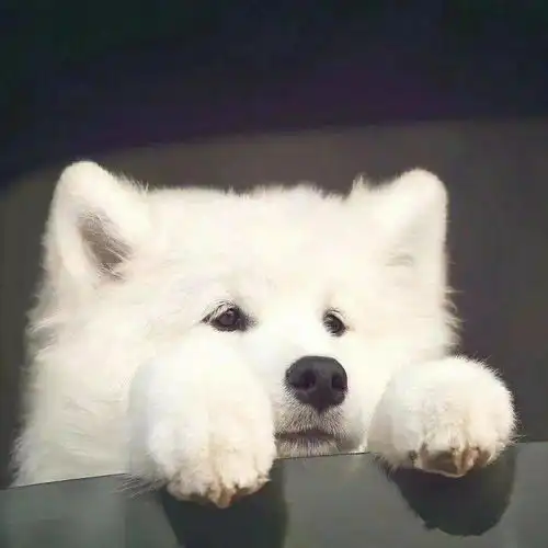  心心念念的微信头像图