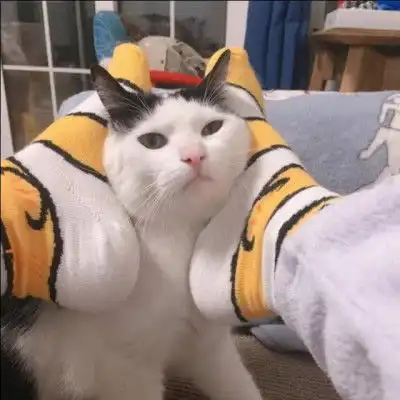  可爱的猫咪头像最新可爱猫咪头像高清