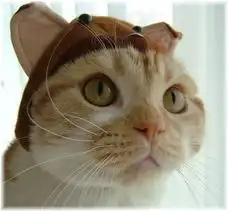  跪求有关猫的可爱图片