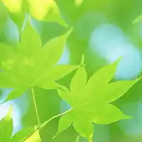  微信头像风景或花草女