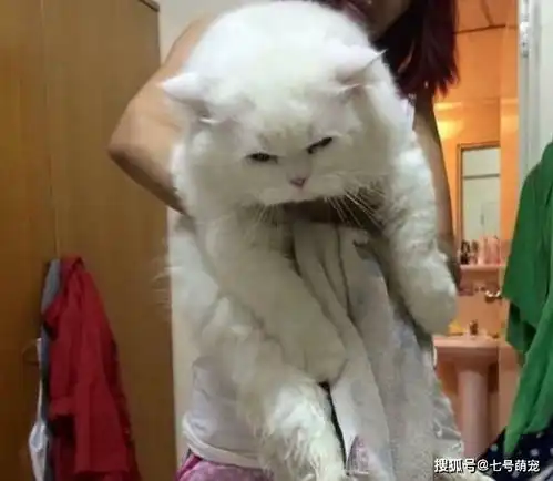  男子出国将猫送给女友照顾,一年后回来,男子你确定它是只猫