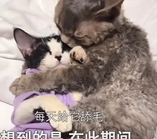  上海异地恋男子封城前带猫投奔女友,随后一幕让人爆笑感谢疫情
