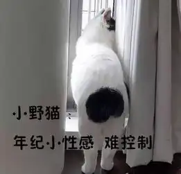 猫系女友的头像可爱犬系