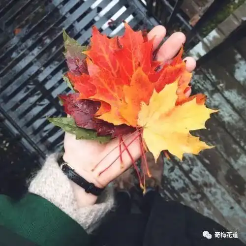  秋季花材菊花已out枯枝落叶才是花艺师的新宠