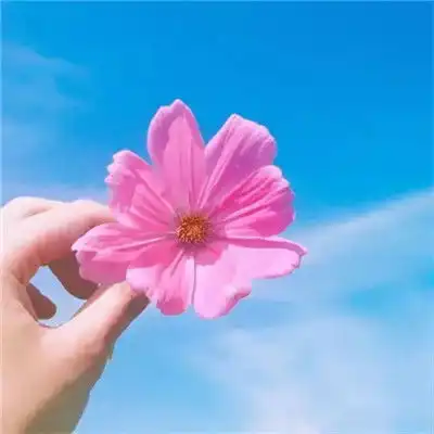 简单的头像干净清新,别样的雅致美感2 简单的头像干净清新,别样的雅致美感2