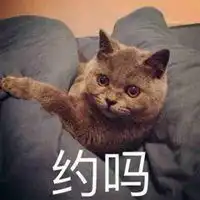  傲娇可爱的猫咪头像十分傲娇高冷猫咪微信头像