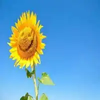 微信头像积极阳光金命