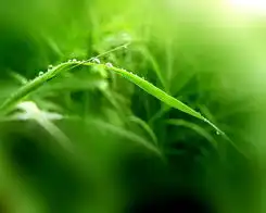  vista植物壁纸windowvistaplantswallpaper28
