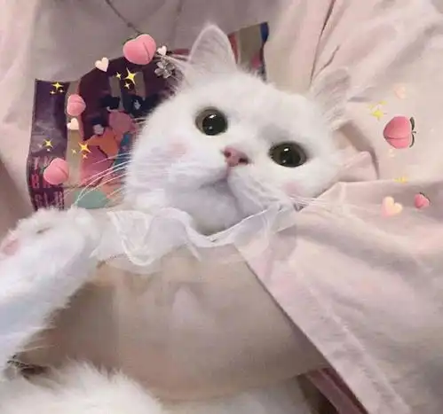  惊艳世俗的情话