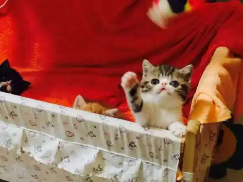  恋爱2年分手搬家,女友你走吧猫留下在她心里我还不如一只猫
