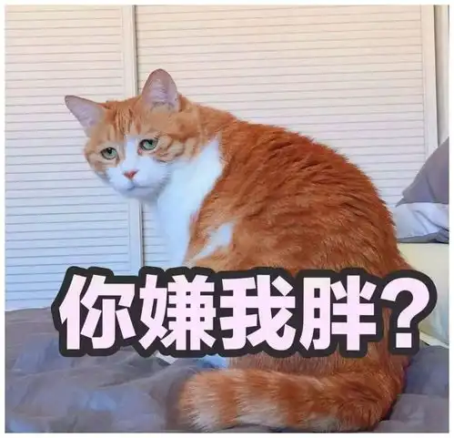 小猫头像可爱橘猫
