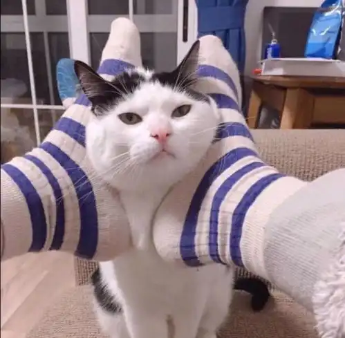 治愈系猫咪图片qq头像