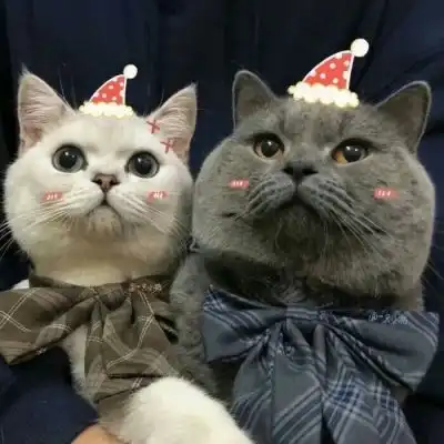 池乔爬爬可爱橘色猫猫情头自加情侣头像我要个性网 池乔爬爬可爱橘色猫猫情头自加情侣头像我要个性网