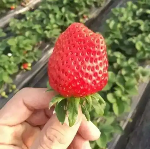  听说这场不花钱的草莓盛宴,全城疯抢