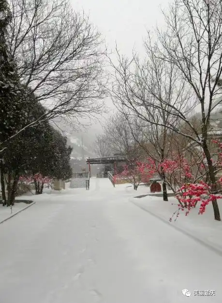  情人节,雪告白了春天,惊艳了延庆