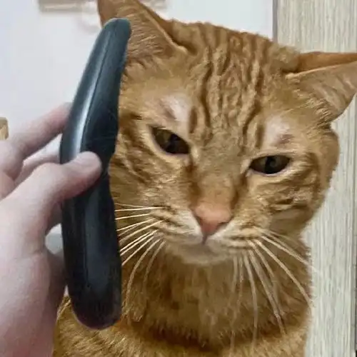  蕉太狼猫猫警察系列表情包