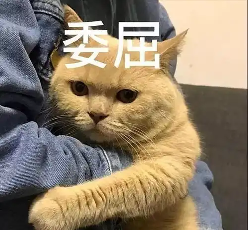  长期这样养猫,只会让猫咪寿命越来越短