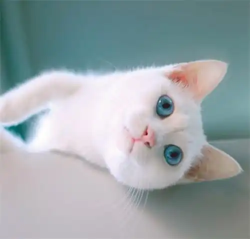 猫头像图片可爱