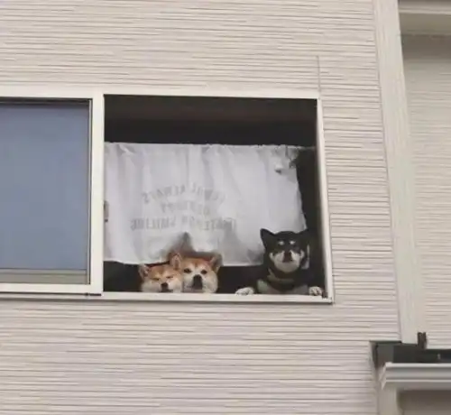  某宝给女朋友买的小猫挂件,好家伙,没一个像猫的