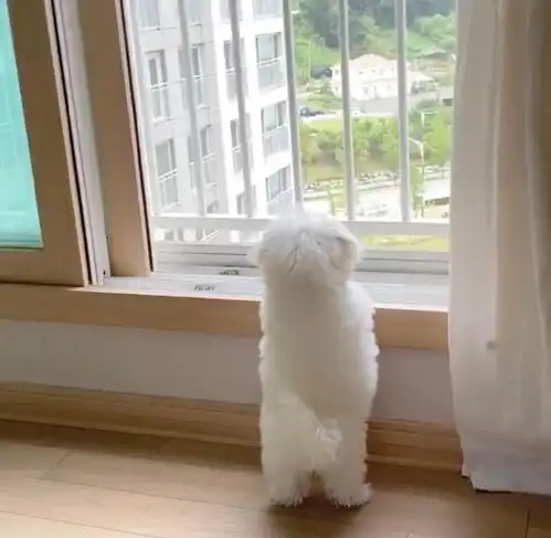 猫系女友的头像可爱可爱的小猫
