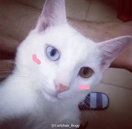 应届毕业生养猫男求合租最好在东山口附近沿着br...