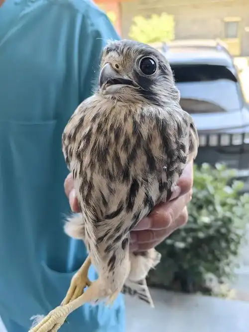  北京一市民家中小奶猫竟是野生动物豹猫,民警将其送往救助站