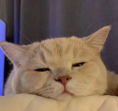 全网最治愈系的头像 全网最治愈系的头像