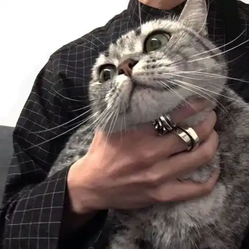 猫系女友头像头像图片东