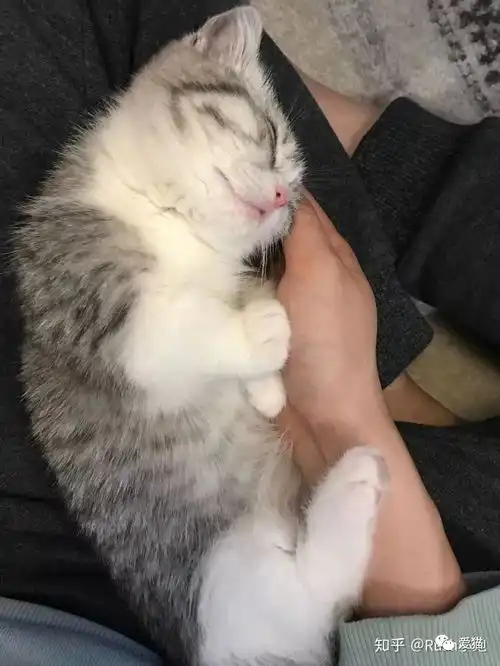  据闻,男生将猫当做女朋友来养
