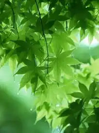  阳光下的绿色枫叶下载1362345