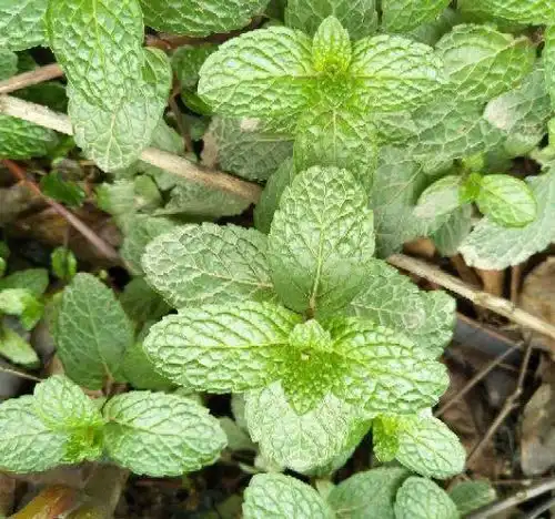 这种植物可以做菜,叶子摘下能泡茶,养人又养眼