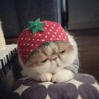 头像治愈系猫咪头像 头像治愈系猫咪头像