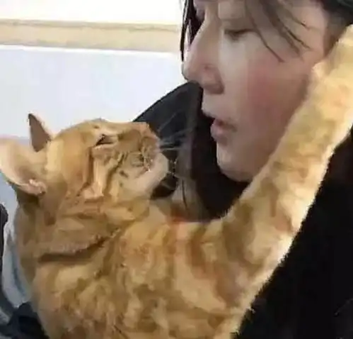 猫系女友的头像可爱主人