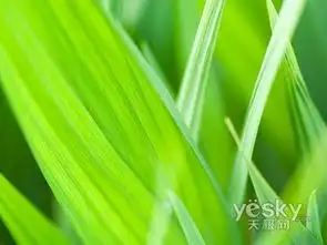 windowsvista系统自然壁纸欣赏三 windowsvista系统自然壁纸欣赏三