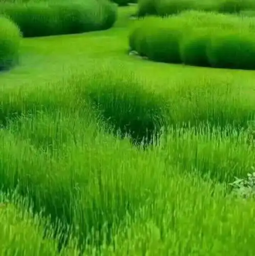 好看头像女仙气绿色系唐