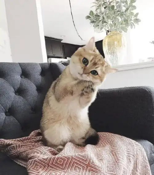 猫咪疯狂求摸不为所动两脚兽,你的心是石头做的吗 猫咪疯狂求摸不为所动两脚兽,你的心是石头做的吗