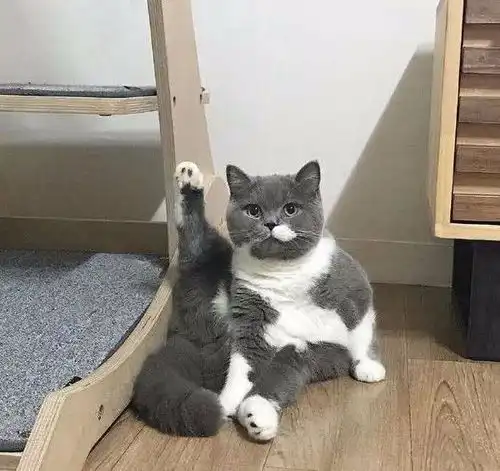  某宝给女朋友买的小猫挂件,好家伙,没一个像猫的