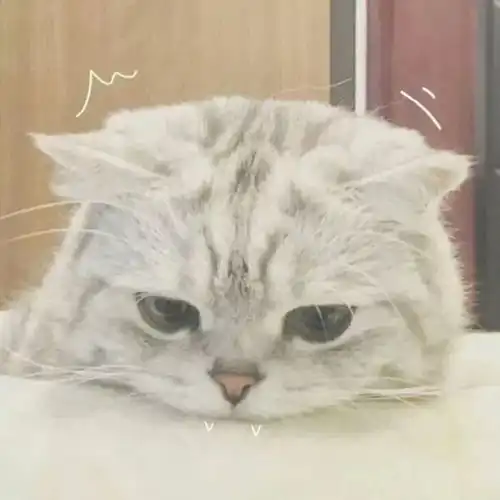 猫系女友的头像可爱侵略
