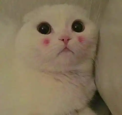  让你惊艳腮红画法你知哪些