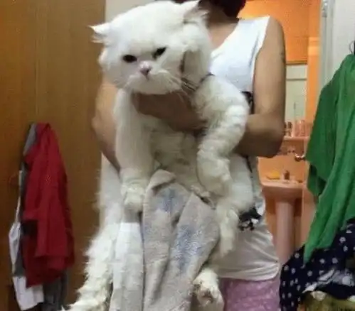  男子出国把猫送给女友照顾,一年回来看到猫咪成这样还是猫吗